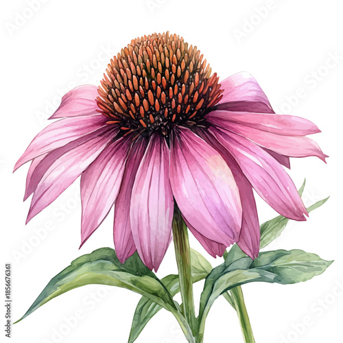 Echinacea Flower, beautiful watercolor illustration with vivid colors and detailed vector style, isolated on a white background.