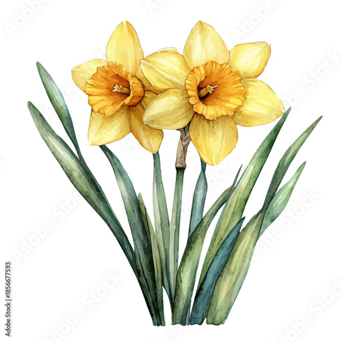 Daffodil Flower, beautiful watercolor illustration with vivid colors and detailed vector style, isolated on a white background.