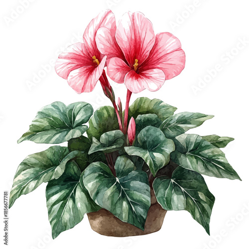 Cyclamen Flower, beautiful watercolor illustration with vivid colors and detailed vector style, isolated on a white background.