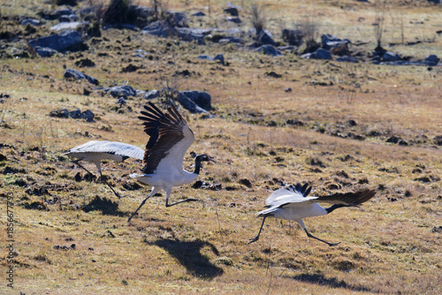 Black-necked Crane Beginning Takeoff in Natural Habitat

