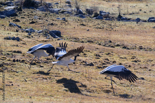 Black-necked Crane in Motion Before Flight in Bhutan
