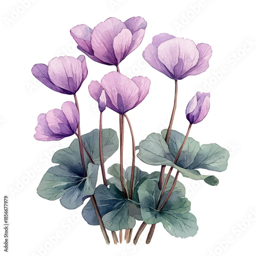 Cyclamen Flower, beautiful watercolor illustration with vivid colors and detailed vector style, isolated on a white background.