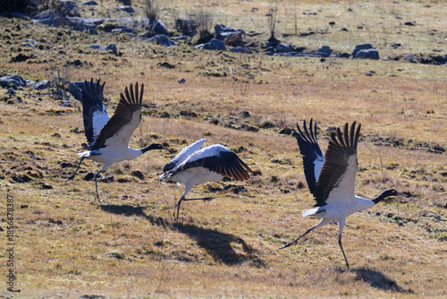 Black-necked Crane Running to Take Off in Phobjikha Valley

