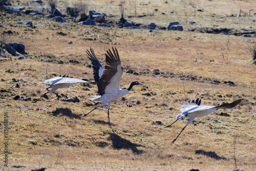 Black-necked Crane Spreading Wings Before Takeoff
