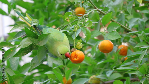 Green parrot on a branch of orange tree in the garden.