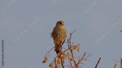 common kestrel, Falco tinnunculus, single bird on branch, South Africa