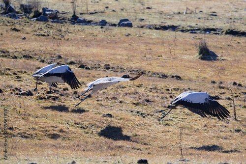 Black-necked Crane Dynamic Takeoff Scene in Bhutan
