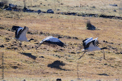 Black-necked Crane Running on Wetland Ground
