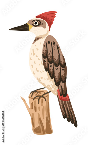 Forest woodpecker bird on branch. Illustration on transparent background