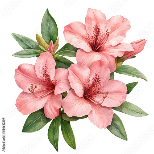 Bilde på lerret watercolor of Azalea Flower graphic, isolated on a white background