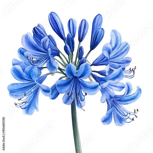 Agapanthus Flower, charming watercolor vector with soft tones and graceful design, isolated on a white background.