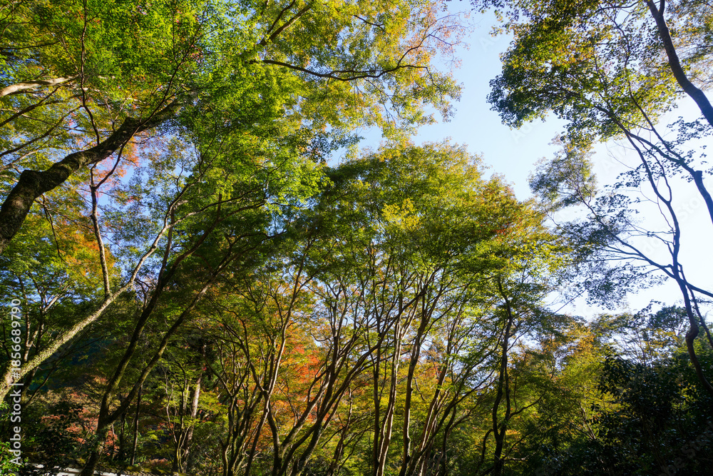Fototapeta premium 京都栂尾高山寺界隈の秋の木々