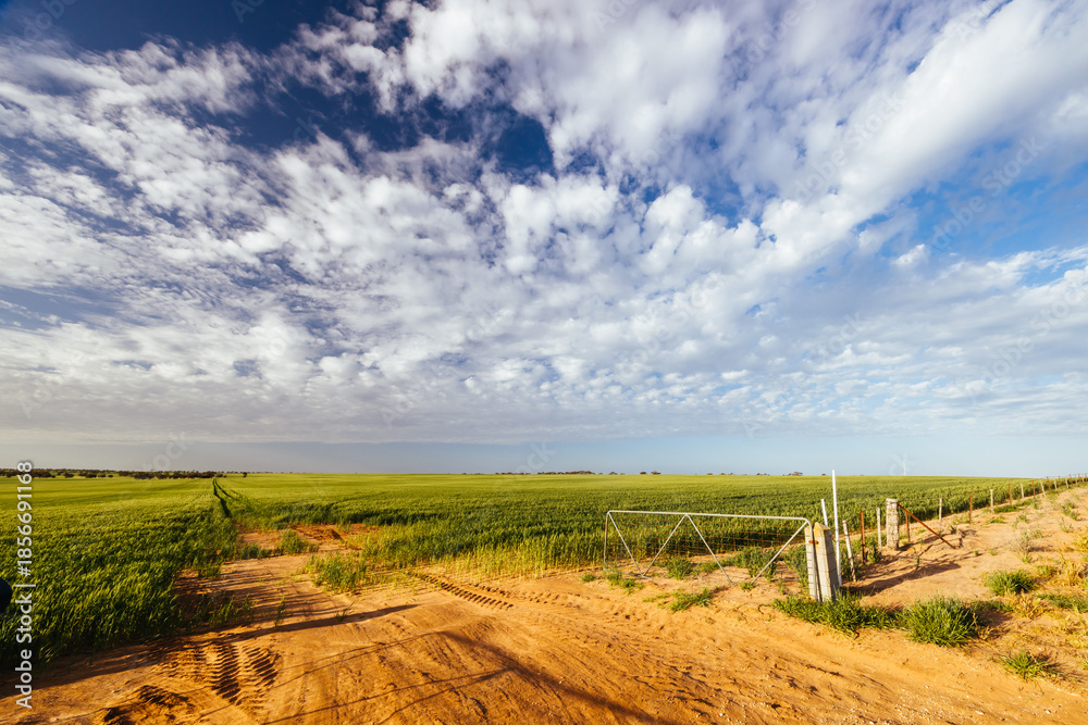Fototapeta premium Wheat Fields in Victoria Australia