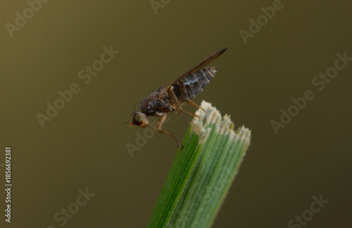 Carrot fly or Carrot rust fly, Psila rosae or Chamaepsila rosae. November