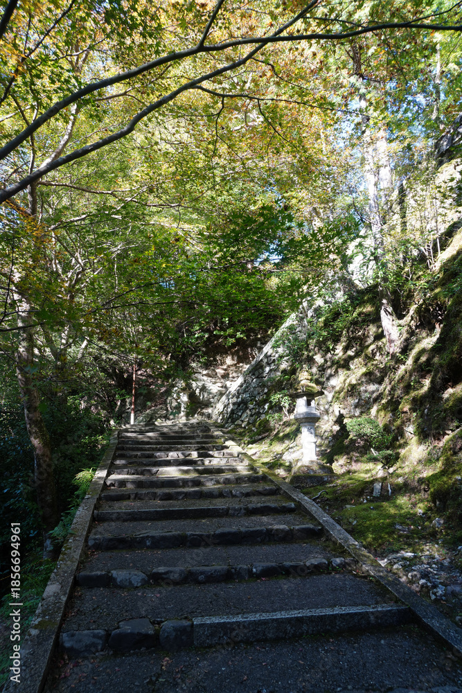 Fototapeta premium 京都槙尾西明寺の参道の風景