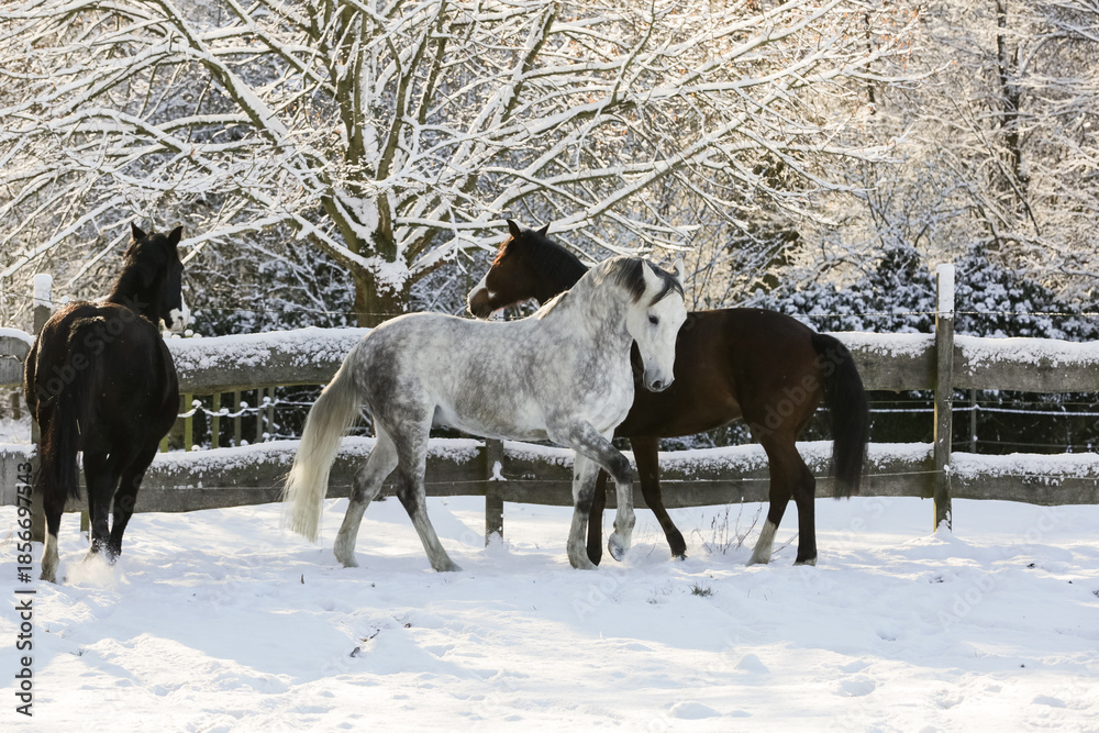 Naklejka premium Pferde,Schnee,Winter,Ponys,Tiere, kalt, Eis, Natur, Koppel, Weide, Lebensfreude, Horse, Wald, Toben.
