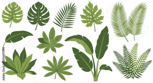 Set of various green tropical houseplant leaves including monstera palm banana and fern on a clean white background.