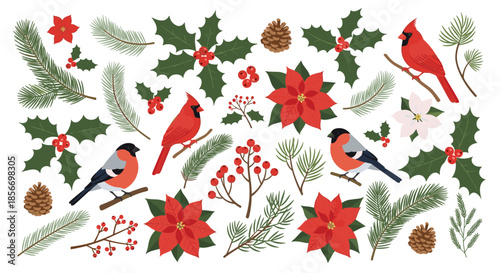 Winter holiday floral set with red cardinals poinsettias holly berries pine branches and pinecones for decoration.