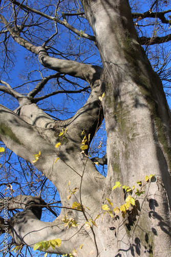 Wallpaper Mural Look up at an old tree with few dead leaves in winter background. Aged almost bare tree against the blue sky in natural forest.	 Torontodigital.ca