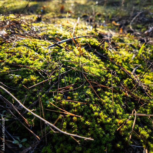 Top view of lush green moss and forest ground cover with grass, pine needles and dry leaves. Natural woodland texture in sunlight, organic background for ecology, nature and sustainability concepts.