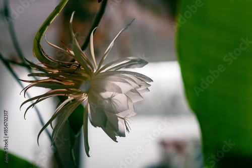 A blooming Queen of the Night cactus flower catches soft daylight, casting delicate shadows through its translucent petals. A fleeting moment of elegance and botanical magic