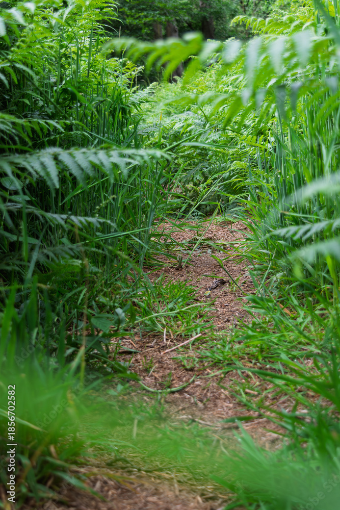 Naklejka premium Path Through Grass 01