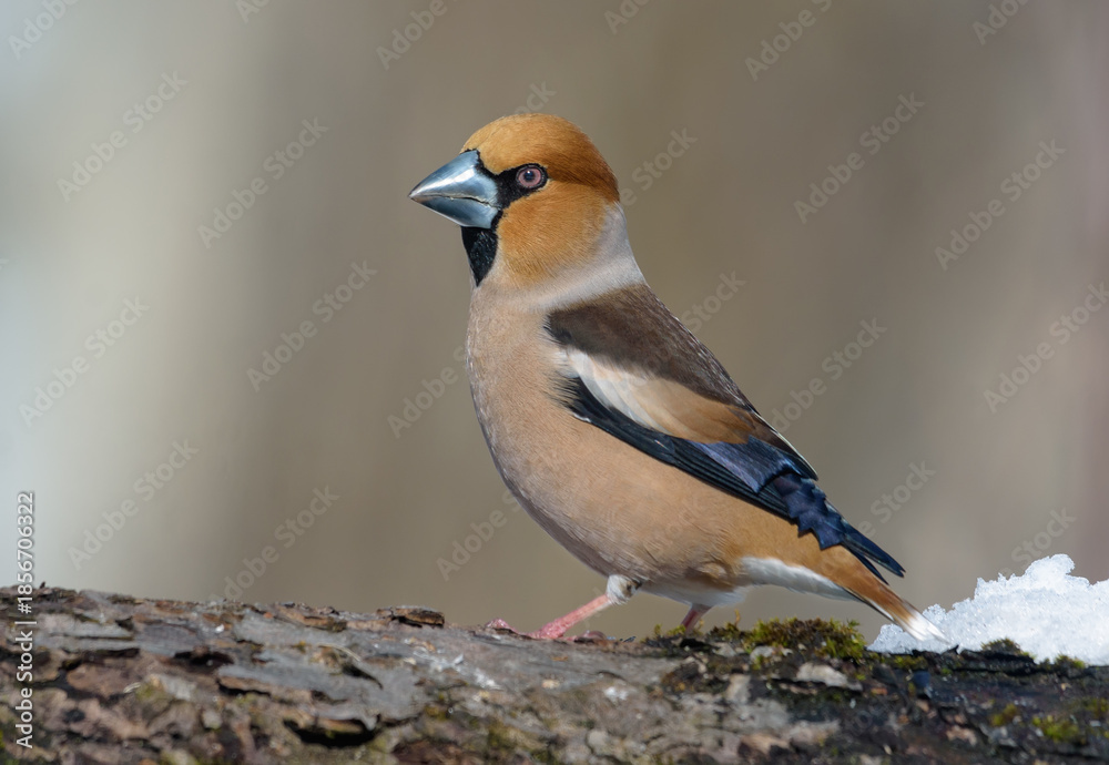 Fototapeta premium Smart male hawfinch (Coccothraustes coccothraustes) stands on thick branch in cold early spring