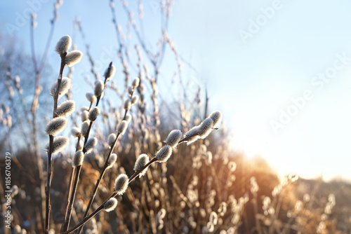 fluffy willow buds close up on abstract sunny nature background. artistic nature image with blossom willow branches outdoor. symbol of early spring season, Palm sunday, Easter
