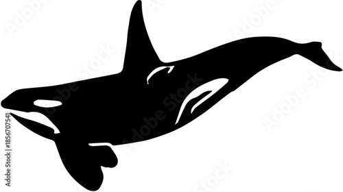 Silhoutte of a killer whale