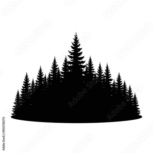 Dense forest of tall evergreen pine trees in silhouette