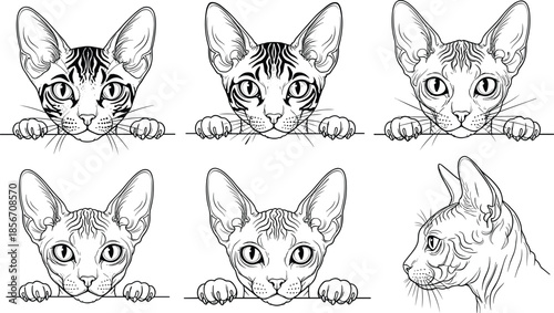 Black and white hairless Sphynx cat head set with peeking feline faces and kitten portraits isolated on white background vector