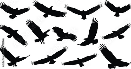 Black eagle silhouettes set with various flying soaring and hunting poses isolated on white background for wildlife and nature design