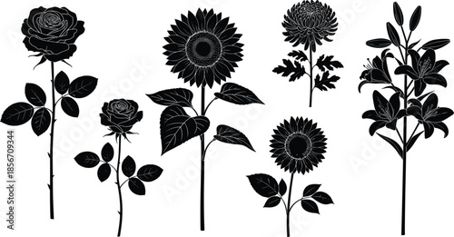 Black flower silhouettes set with elegant rose sunflower lily and chrysanthemum blossoms isolated on white background for garden botanical design