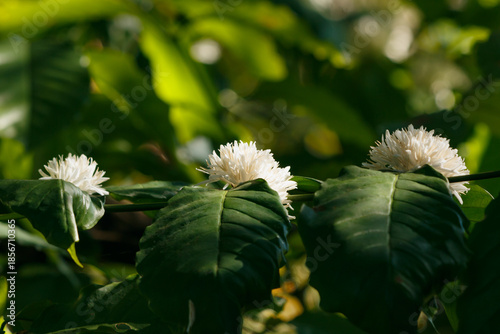 Green coffee leaf with white flower on a nature  background