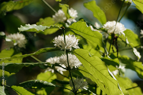 Green coffee leaf with white flower on a nature  background