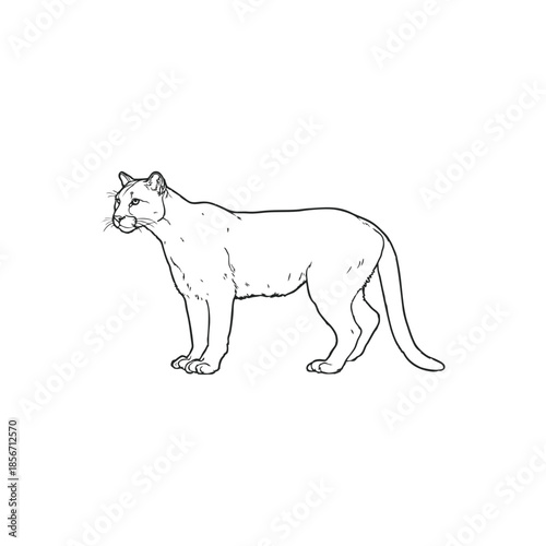 polar bear vector illustration