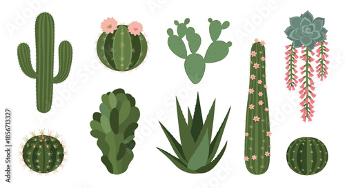 An illustration featuring a variety of popular green cacti and succulents, some adorned with delicate pink flowers.