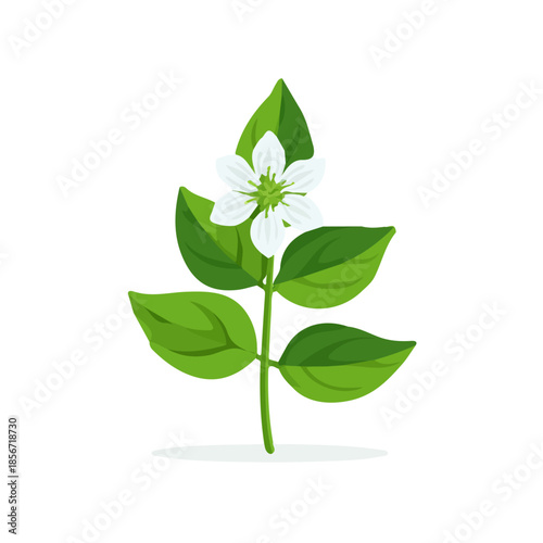 Modern flat 2D vector illustration of Basil Flower, clean and minimal design, isolated on white background.