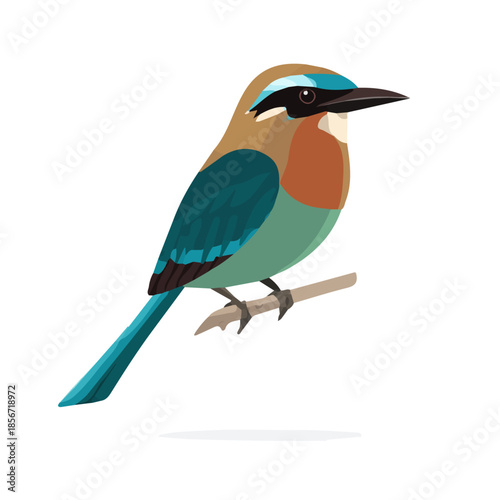Motmot, modern 2D flat vector illustration in icon style, isolated on pure white background.