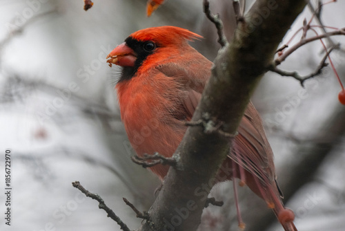 northern cardinal