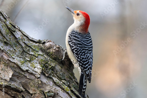 red-bellied woodpecker