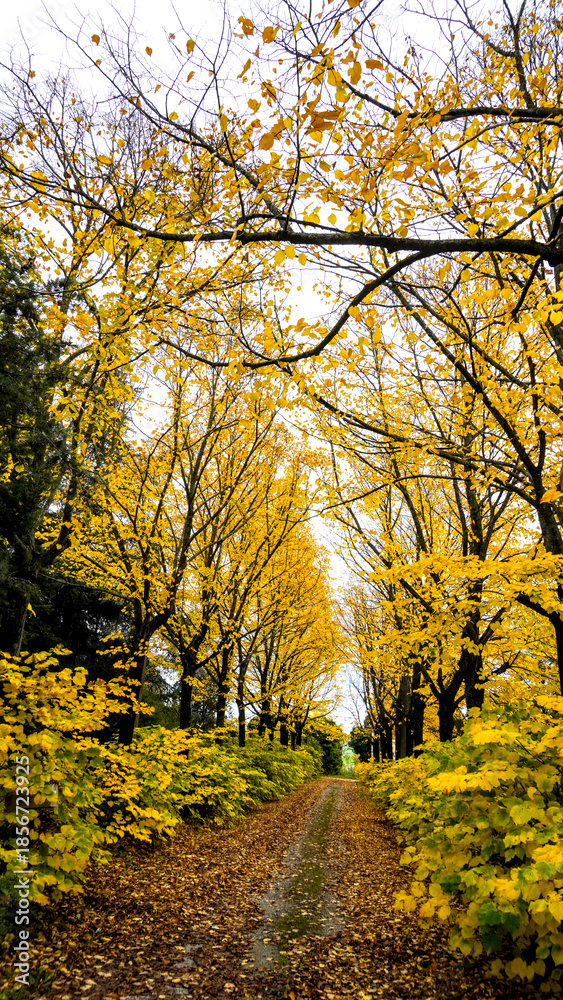 Fototapeta premium Fogliame autunnale nel Parco Naturale delle Foreste Casentinesi, Appennino Tosco-Romagnolo. Panorami autunnali delle montagne bolognesi. Bologna, Emilia-Romagna, Italia.