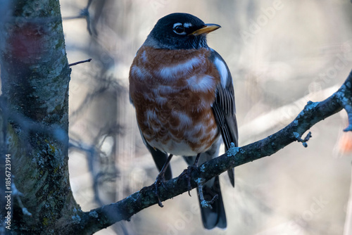 Speckled Robin
