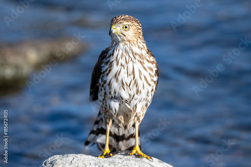 Young red-tailed hawk
