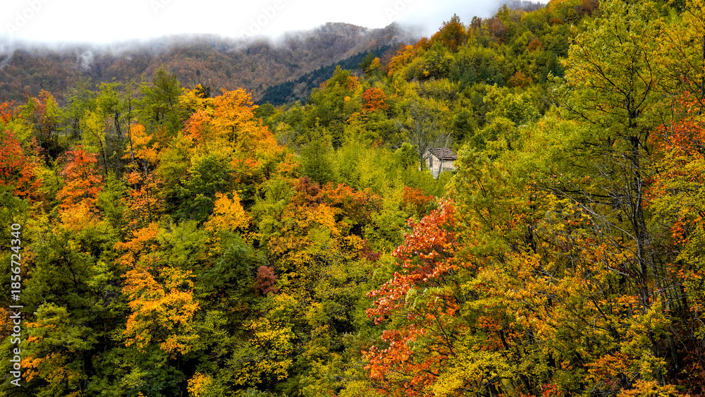 Fototapeta premium Fogliame autunnale nel Parco Naturale delle Foreste Casentinesi, Appennino Tosco-Romagnolo. Panorami autunnali delle montagne bolognesi. Bologna, Emilia-Romagna, Italia.