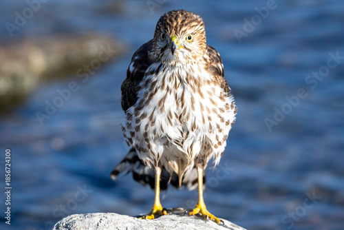Young red-tailed hawk after a bath