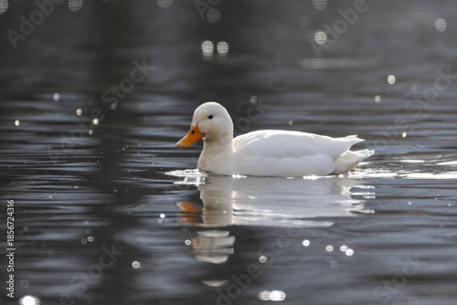 White Duck in pond