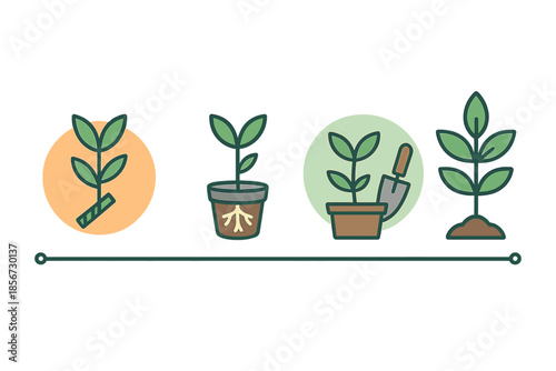 Growth stages of a plant, from seedling to mature plant.