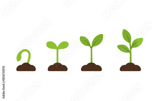 Growth Stages of a Seedling