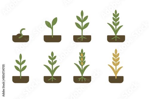 Plant Growth Stages from Seed to Harvest